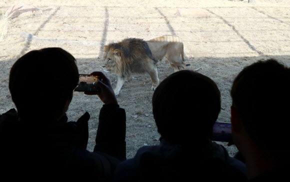 사자의 모습을 더 가까이에서