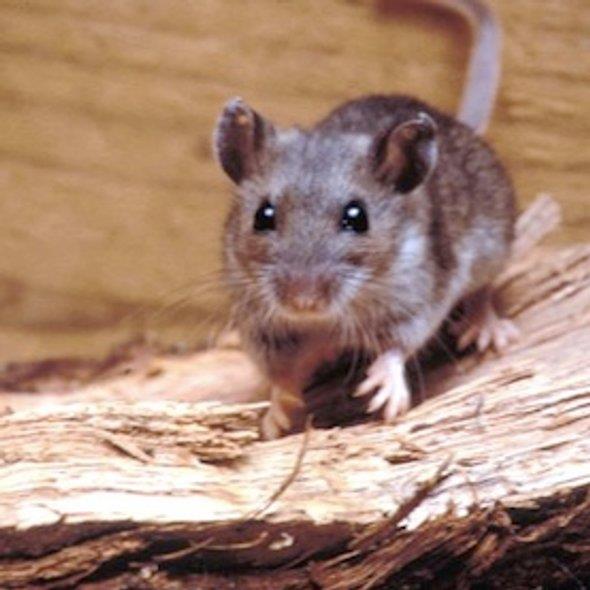 한타바이러스로 인한 유행성 출혈열을 옮기는 숙주동물인 집쥐.  사이언티픽 아메리카 제공