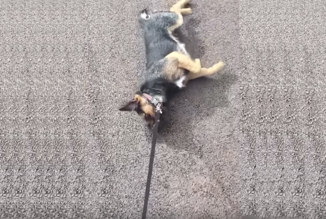 집에 가기 싫은 이유로 걷지 않고 있는 강아지 모습(유튜브 영상 캡처)