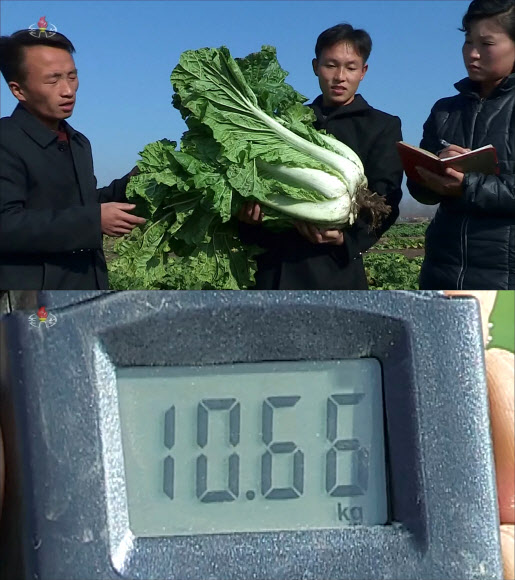 북한서 육종된 10kg짜리 대형배추
