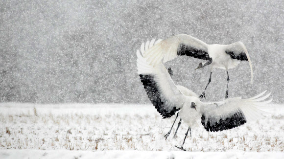 폭설 속 두루미 가족