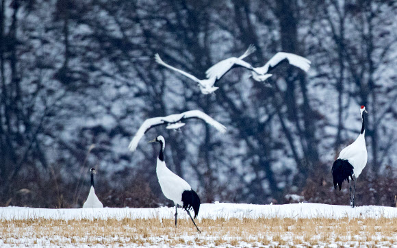 반가운 겨울진객 두루미