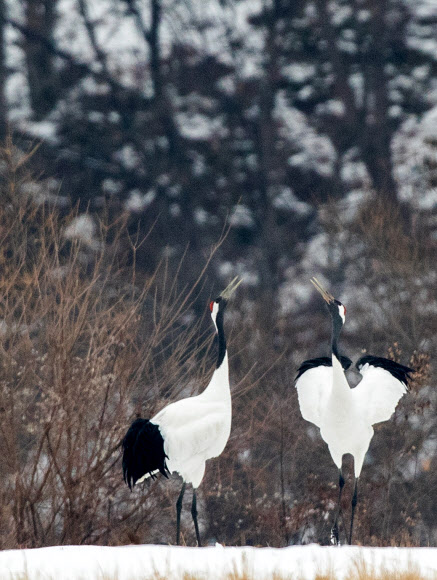 고운 자태 뽐내는 두루미