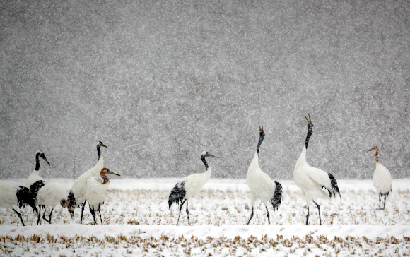 폭설 속 고고한 두루미들