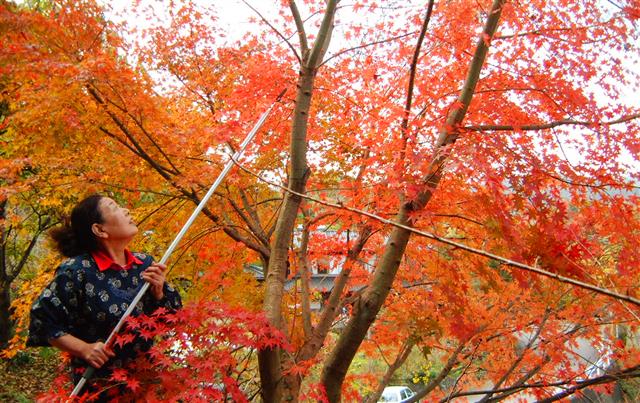 일본 도쿠시마현 가미카쓰정의 주민 니시카케 유키요가 자신의 집 앞에서 빨갛게 물든 단풍잎을 따고 있다. 단풍잎은 세척 등의 과정을 거쳐 10팩들이 한 박스에 3000엔(약 3만원)에 출하된다.  이로도리 제공