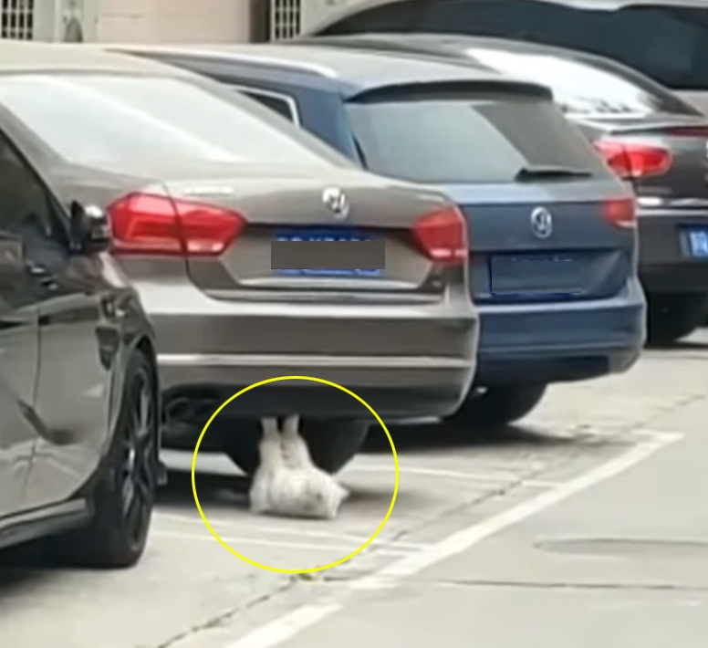 차량 밑에서 윗몸일으키기에 열중인 고양이 모습(유튜브 영상 캡처)