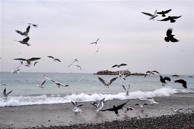 문무 수중대왕릉의 아침