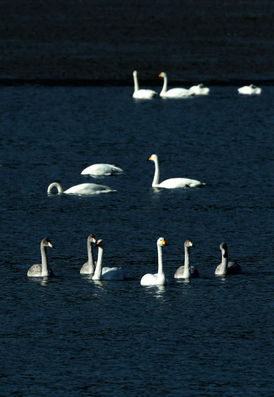 다소 포근한 날씨를 보인 2일 청정해역인 전남 강진군 강진만에 월동 둥지를 튼 큰고니(천연기념물 제201-2호)가 한가롭게 놀고 있다. 2018.12.2  강진군 제공