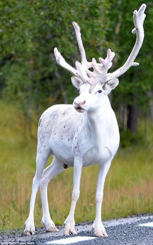 2016년 스웨덴 북부 말라의 길거리에서 카메라에 포착된 다 자란 흰색 수사슴. 뿔까지 하얀 자태가 눈부실 정도다.