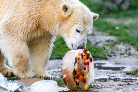 ‘생일 축하해’ 첫 번째 생일 케이크 맛보는 북극곰