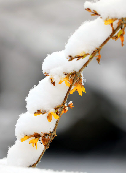 ‘철모르는 개나리’