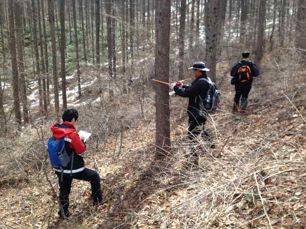 목재 매각을 위해 산 속에서 산림 공무원들이 잘라낼 나무를 조사해서 표시하고 있다. 산림청 제공
