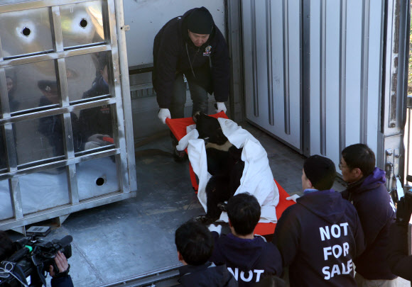 ‘웅담 채취용 사육장에서 벗어나는 반달가슴곰’