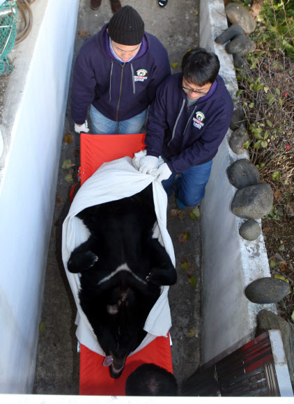 ‘사육장 철창에서 구출되는 반달가슴곰’