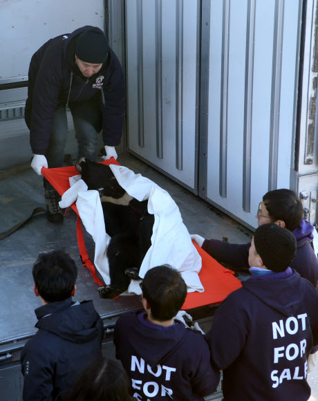 ‘웅담 채취용 사육장에서 벗어나는 반달가슴곰’