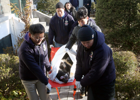 ‘사육장 철창에서 구출되는 반달가슴곰’