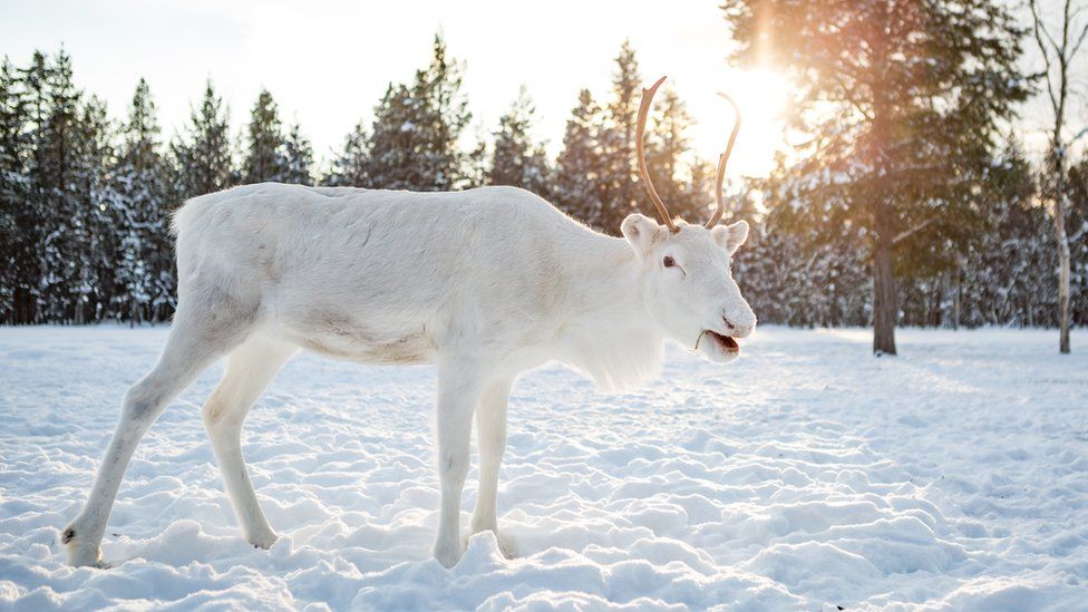 Sian Elizabeth / @sianelizabethtravel   지난 2월 핀란드 이나리에서 목격된 흰사슴.
