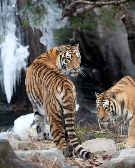 11일 오후 경기도 용인시 에버랜드 동물원의 한국 호랑이들이 폭포와 빙벽을 배경으로 활발히 활동하고 있다. 2018.12.11  에버랜드 제공