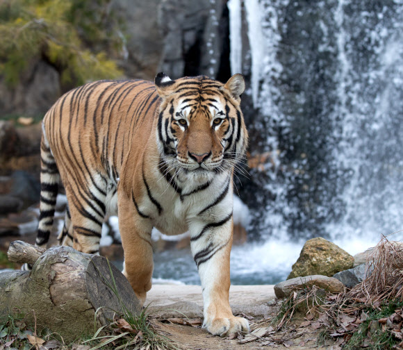 11일 오후 경기도 용인시 에버랜드 동물원의 한국 호랑이들이 폭포와 빙벽을 배경으로 활발히 활동하고 있다. 2018.12.11  에버랜드 제공
