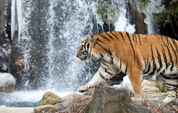 11일 오후 경기도 용인시 에버랜드 동물원의 한국 호랑이들이 폭포와 빙벽을 배경으로 활발히 활동하고 있다. 2018.12.11  에버랜드 제공