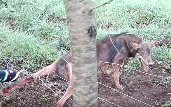 목숨 걸고 철조망에 걸린 야생 늑대 구하는 남성