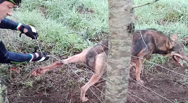 목숨 걸고 철조망에 걸린 야생 늑대 구하는 남성