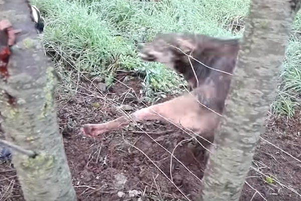 목숨 걸고 철조망에 걸린 야생 늑대 구하는 남성