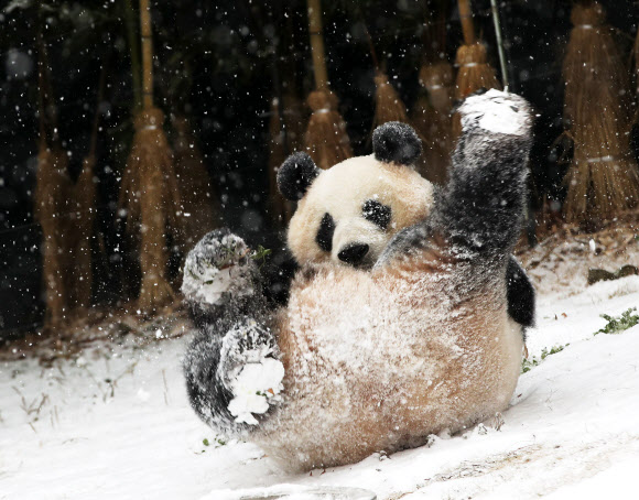 눈이 내린 13일 오전 경기도 용인시 에버랜드에서 암컷 판다 아이바오가 눈밭을 구르고 있다. 2018.12.13  연합뉴스