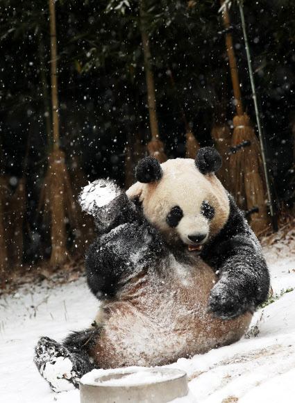 눈이 내린 13일 오전 경기도 용인시 에버랜드에서 암컷 판다 아이바오가 눈밭을 구르고 있다. 2018.12.13  연합뉴스