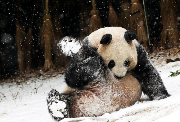 눈이 내린 13일 오전 경기도 용인시 에버랜드에서 암컷 판다 아이바오가 눈밭을 구르고 있다. 2018.12.13  연합뉴스
