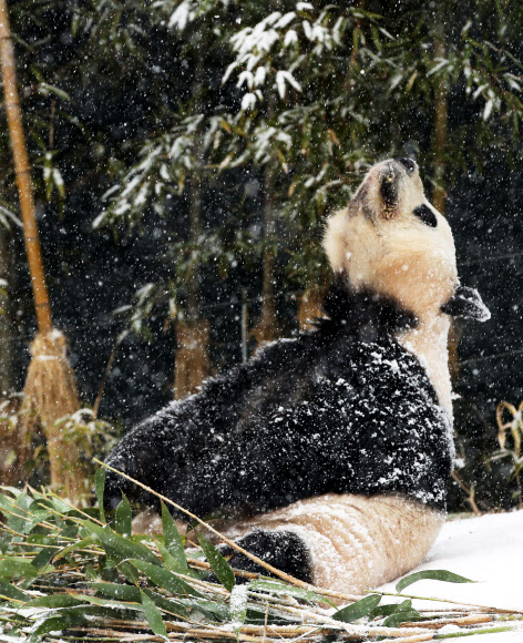 13일 오전 경기도 용인시 에버랜드에서 암컷 판다 아이바오가 고개를 들고 내리는 눈을 맞고 있다. 2018.12.13  연합뉴스