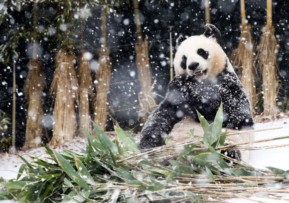 13일 오전 경기도 용인시 에버랜드에서 암컷 판다 아이바오가 함박눈을 맞으며 대나무를 먹고 있다. 2018.12.13  연합뉴스