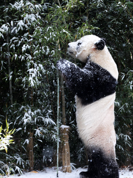 13일 오전 경기도 용인시 에버랜드에서 수컷 판다 러바오가 눈 쌓인 대나무를 먹고 있다. 2018.12.13  연합뉴스
