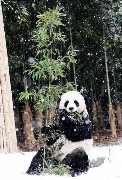 13일 오전 경기도 용인시 에버랜드에서 수컷 판다 러바오가 눈을 맞으며 대나무를 먹고 있다. 2018.12.13  연합뉴스