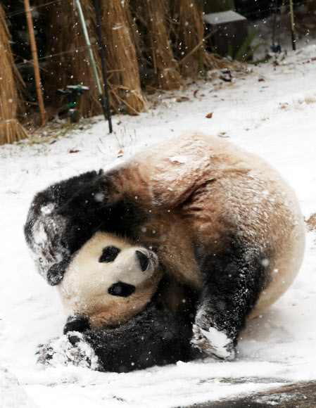 눈이 내린 13일 오전 경기도 용인시 에버랜드에서 암컷 판다 아이바오가 눈밭을 구르고 있다. 2018.12.13  연합뉴스