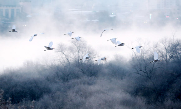 동해안을 제외한 강원 전 지역에 한파 특보가 발효 중인 14일 오전 강원 춘천시 소양강의 물안개 너머 백로 무리가 비행하고 있다. 2018.12.14  연합뉴스