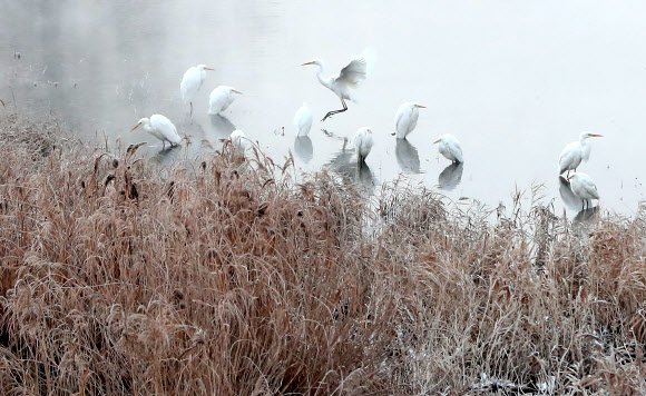 동해안을 제외한 강원 전 지역에 한파 특보가 발효 중인 14일 오전 강원 춘천시 소양강에서 백로 무리가 추위를 피하고 있다. 2018.12.14  연합뉴스