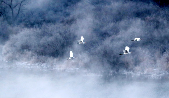 동해안을 제외한 강원 전 지역에 한파 특보가 발효 중인 14일 오전 강원 춘천시 소양강의 물안개 너머 백로 무리가 비행하고 있다. 2018.12.14  연합뉴스