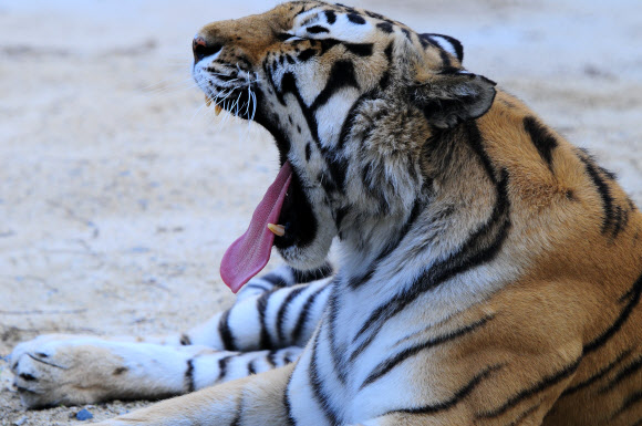 백두산 호랑이 ‘우리’