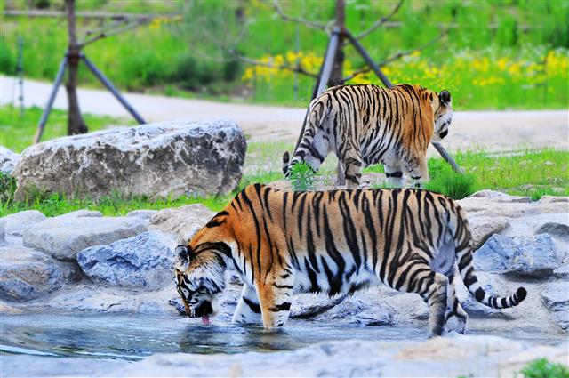 ‘새해 백두산 호랑이 기(氣) 받아가세요’