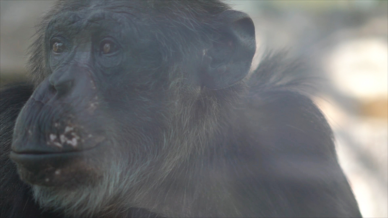 ‘프로젝트 침팬지: 자해’의 한 장면.