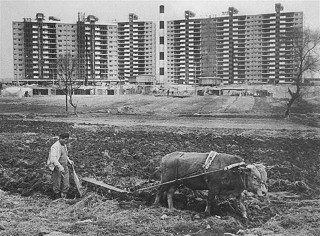 1978년 압구정동 현대아파트 앞에 한 농부가 소를 몰며 밭을 가는 모습을 포착한 전민조 작가의 사진.  푸른역사 제공