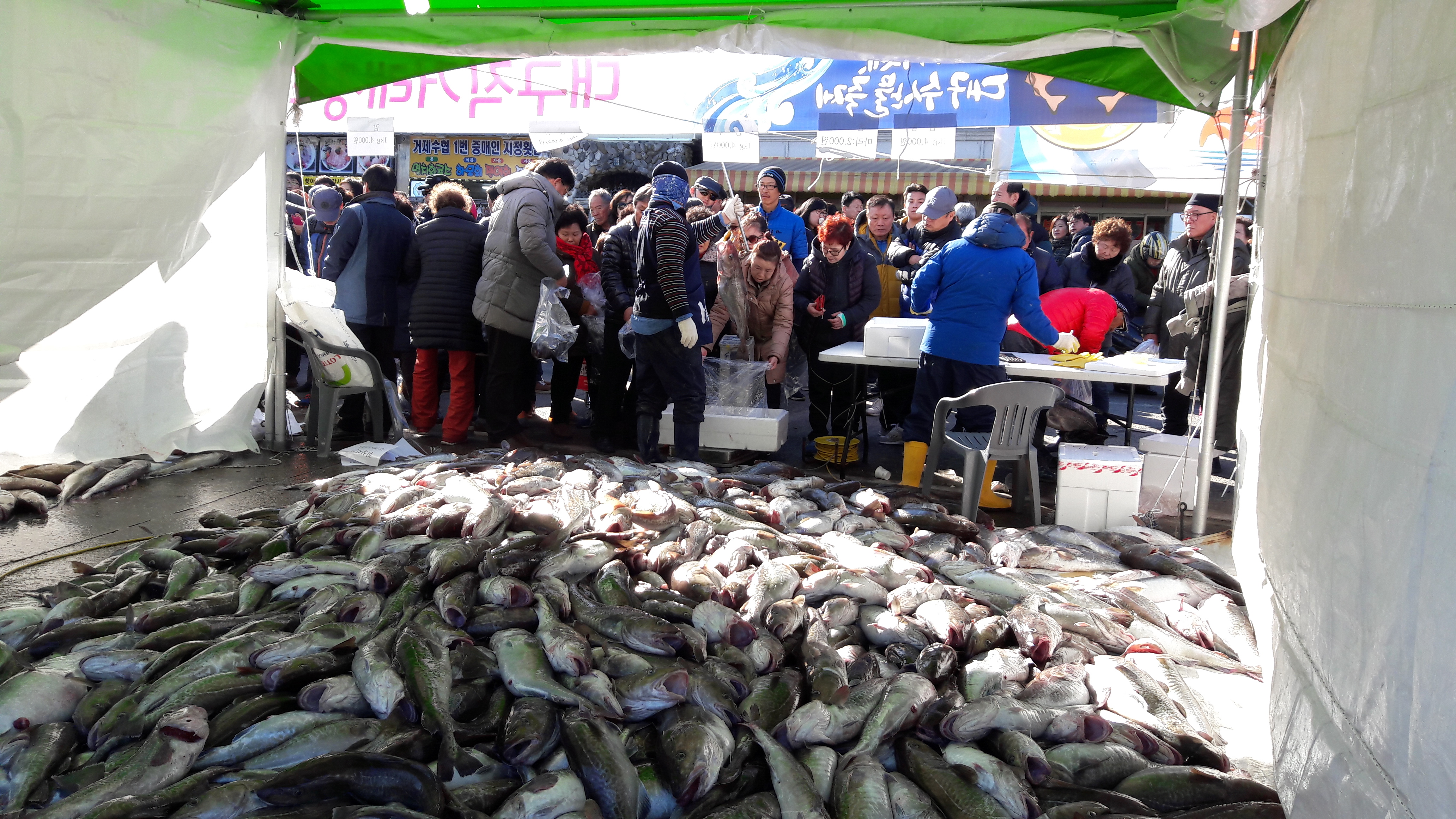 거제대구수산물 축제 