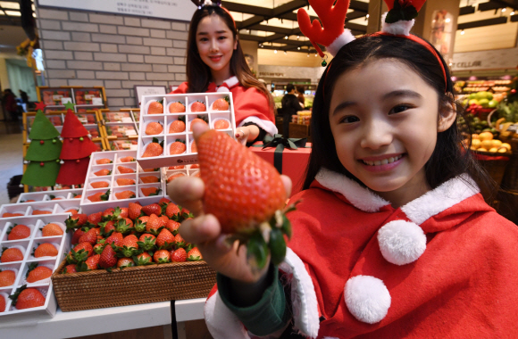 23일 오전 서울 중구 신세계백화점 본점에서 모델들이 크리스마스 선물용 프리미엄 딸기를 홍보하고 있다. 충남 논산의 나길농장에서 수확한 30~40g의 큰 딸기만 선별 포장해 1박스(12입) 2만4천8백 원에 판매한다. 2018.12.23 도준석 기자 pado@seoul.co.kr