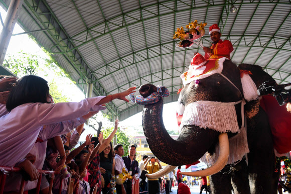 전통적인 태국 공연가가 24일(현지시간) 아유타야에서 크리스마스 축하행사 중 산타클로스 복장을 한 코끼리에게 장난감과 선물을 학생들에게 나눠 주도록 하고 있다. AFP 연합뉴스