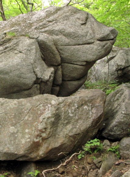 기해년 소백산 돼지바위서 소원 빌까