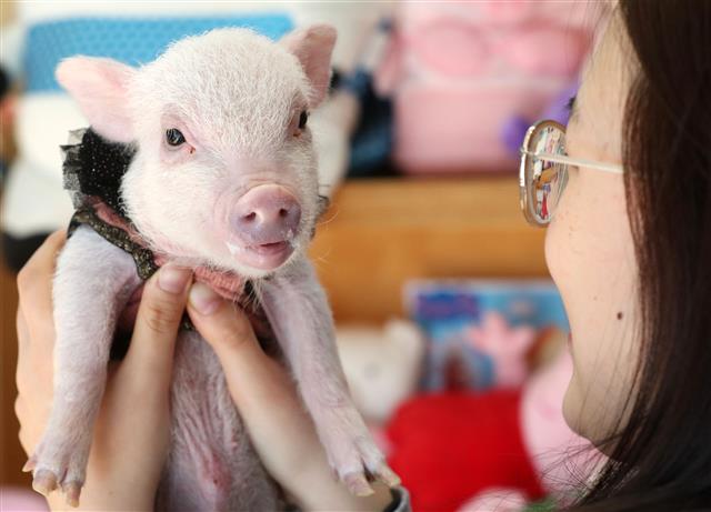 ‘돼지야 반가워’