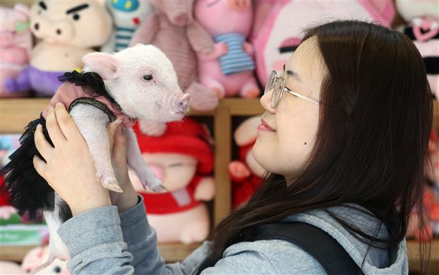 ‘귀여운 아기 돼지’