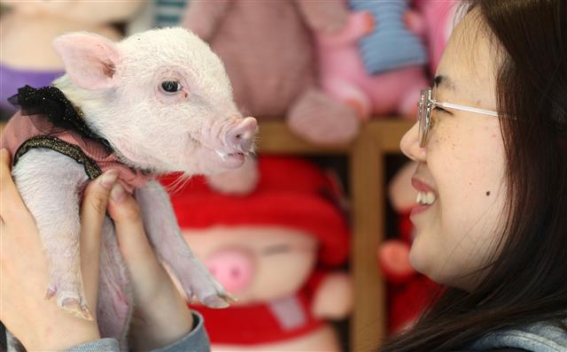 ‘아기 돼지야 반가워’