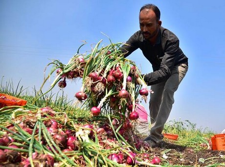 인도의 양파 재배 산지인 마하라슈트라 산타나 마을의 한 농민이 지난 13일 양파 가격 폭락을 방조한 정부에 항의해 수확한 양파들을 도로가에 버리고 있다. 인도 NDTV